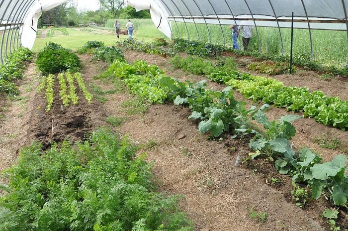 Government Grants For Organic Farming: Tips To Get The Grants