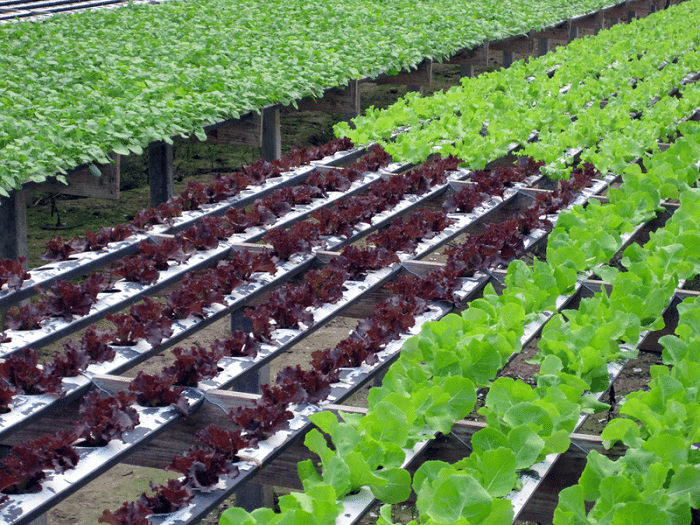 How To Find Grants For Hydroponic Farming