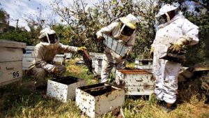Grants for Beekeeping