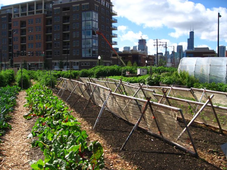 Urban Farming Grants New Crops Chicago Urban Farm