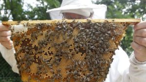 Grants for Raising Honey Bees
