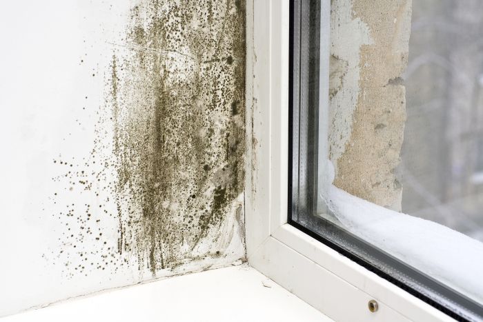 Government Grants for Homeowners with Mold