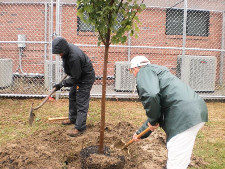Grants for Planting Trees