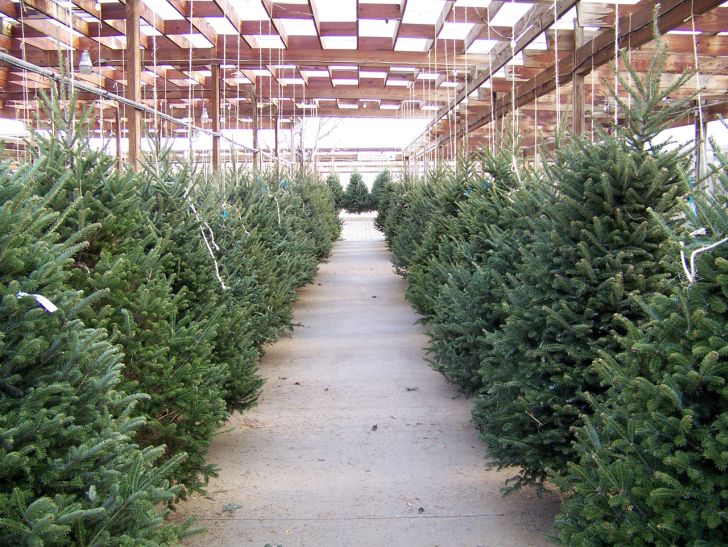 How To Get Free Christmas Trees For Low Income Families