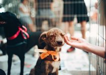 12 Necessary Things To Donate To Animal Shelters
