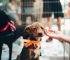 12 Necessary Things To Donate To Animal Shelters